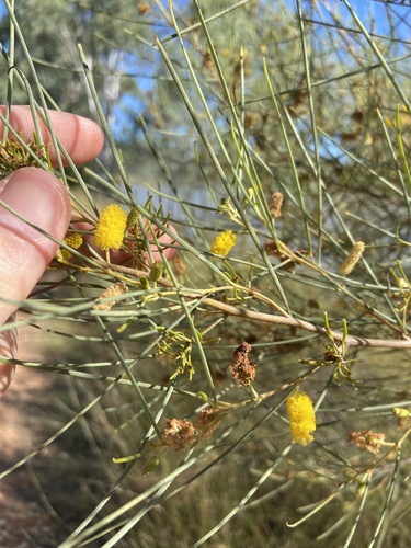 Acacia tenuissima, 2025-06-06