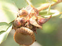 Disholcaspis pedunculoides