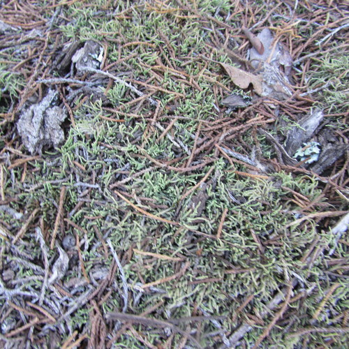 Lescur's thelia moss (Thelia lescurii)