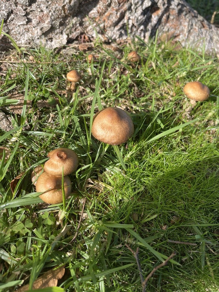 Lacrymaria lacrymabunda · May 2025 · photo: © sporeseeker (iNaturalist, cc0)