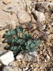 Cymopterus gilmanii