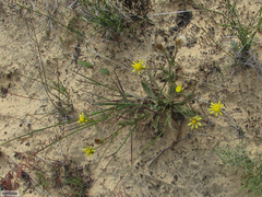 Senecio erosus