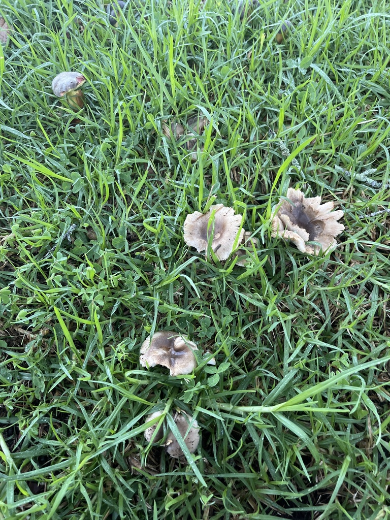 Russula amoenolens · June 2025 · photo: © sporeseeker (iNaturalist, cc0)