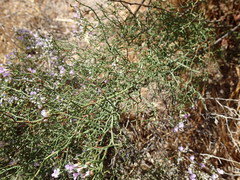 Limonium dichotomum