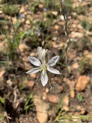 Chlorophytum transvaalense
