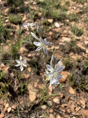 Chlorophytum transvaalense