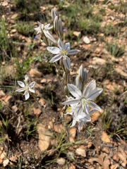 Chlorophytum transvaalense