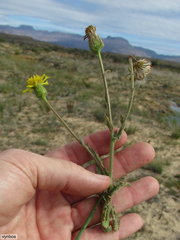 Senecio erosus