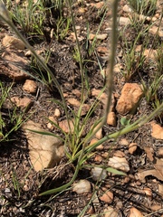 Chlorophytum transvaalense