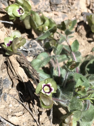 Image of Tricardia watsonii by (c) Matt Berger, some rights reserved (CC BY)