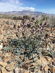 Astragalus layneae