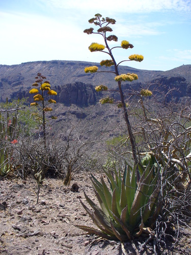 Baja California Sur Century Agave