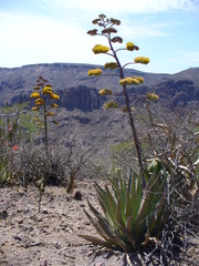 Agave aurea