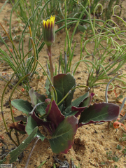 Senecio comptonii