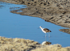 Recurvirostra andina