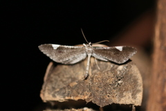 Macrosoma heliconiaria