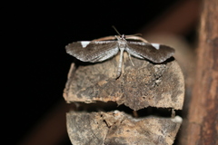 Macrosoma heliconiaria