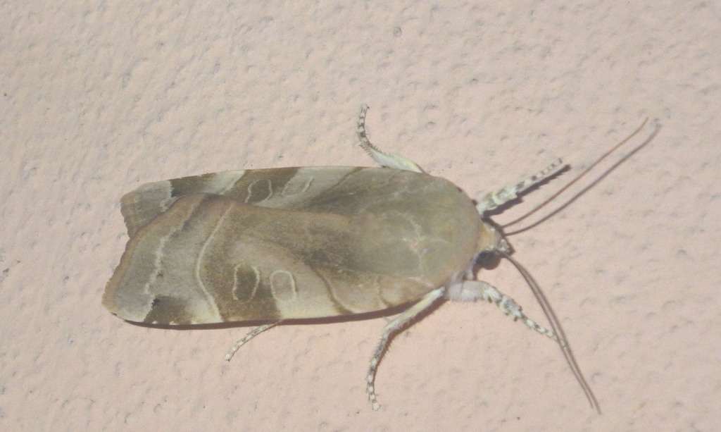 Noctua tirrenica