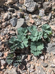 Cymopterus gilmanii