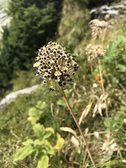Allium victorialis