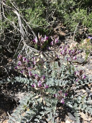 Astragalus layneae