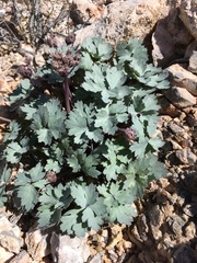 Cymopterus gilmanii