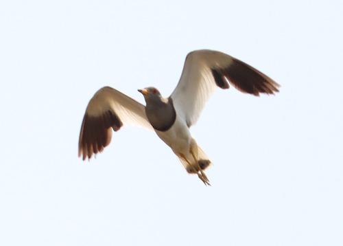 Grey-headed Lapwing