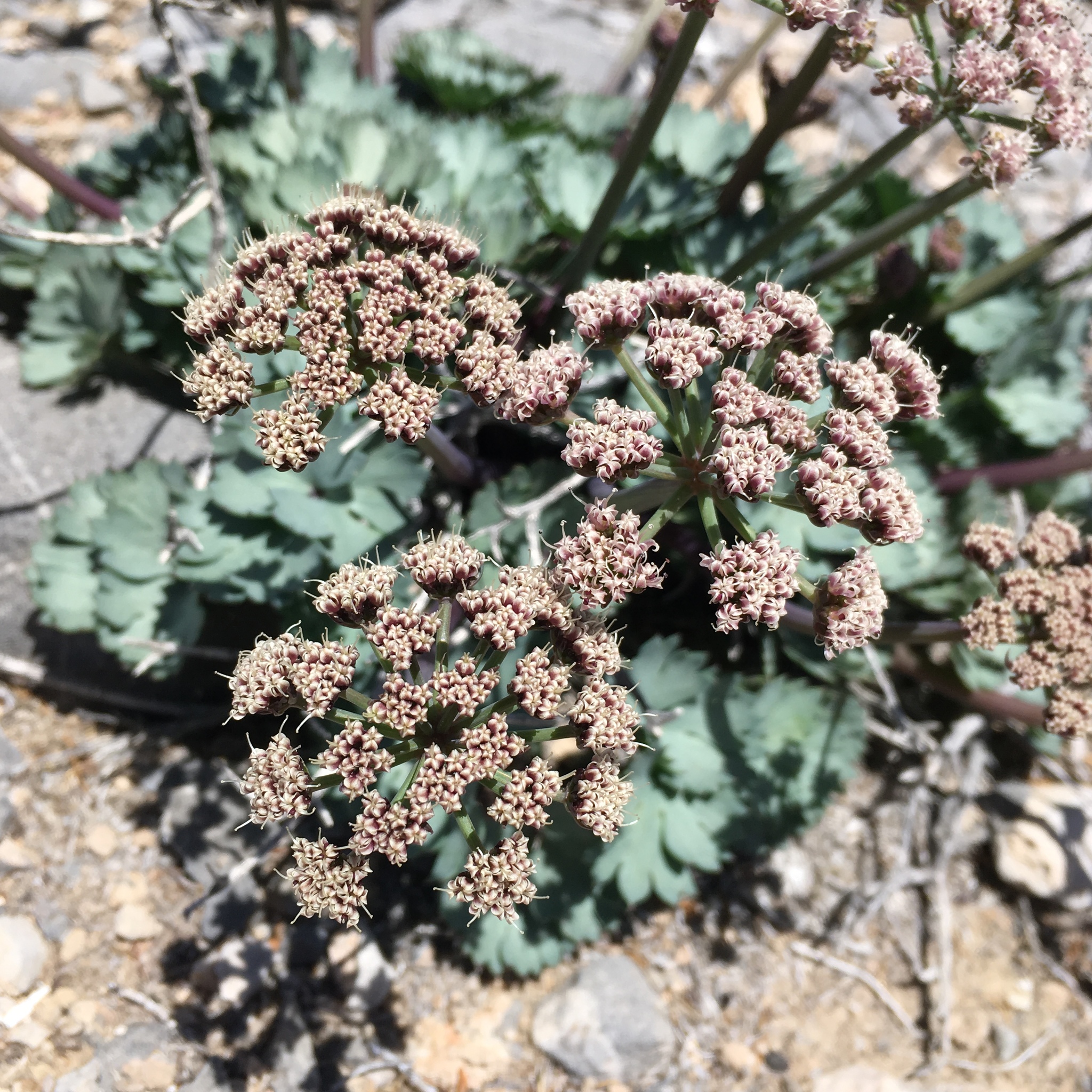 Cymopterus gilmanii