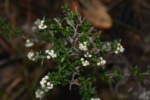 Cryptandra nutans observed 2025-06-06