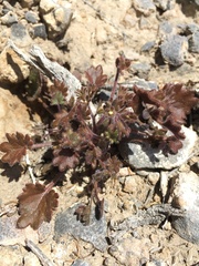 Phacelia rotundifolia