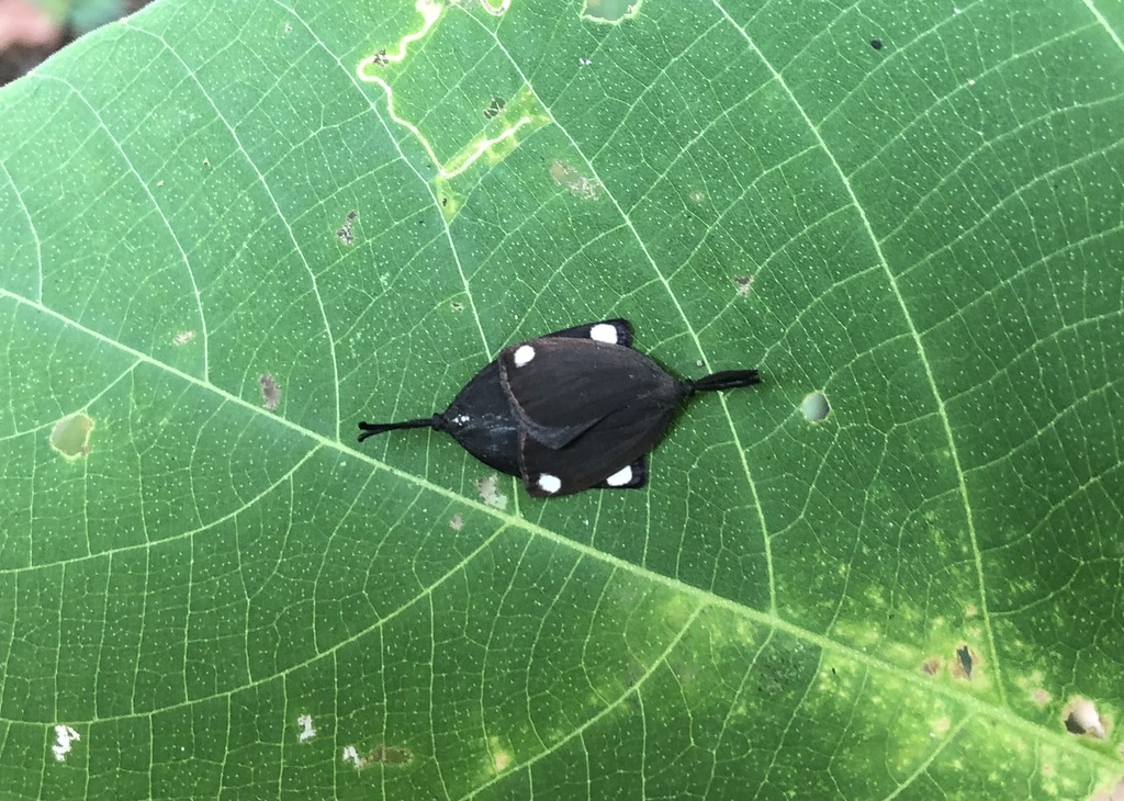 Arbudoides