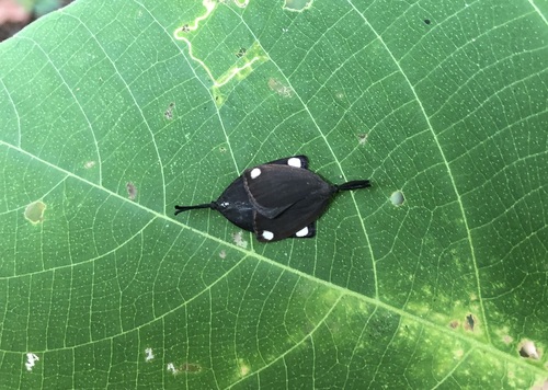 Arbudoides chuongi