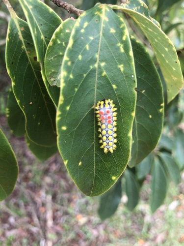 Drury's Jewel