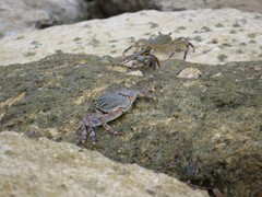 Grapsus tenuicrustatus