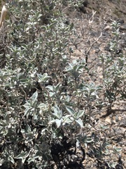 Salvia funerea