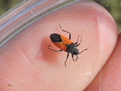 Melanopleurus belfragei