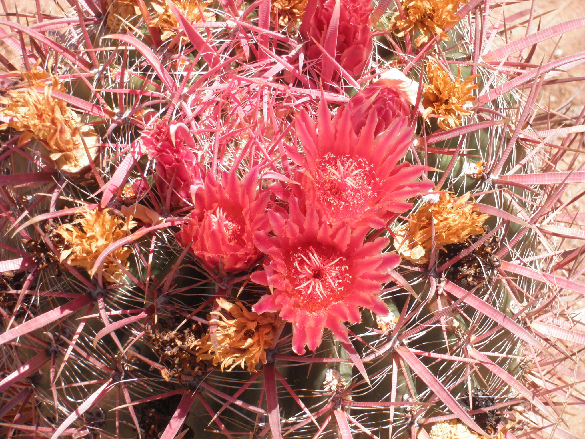 Ferocactus gracilis ssp. coloratus
