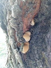 Inocutis tamaricis