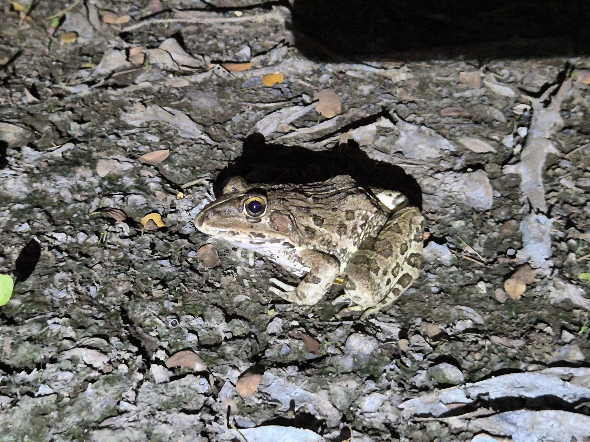 Indian Bull Frog