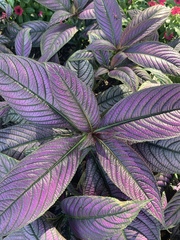 Strobilanthes auriculata dyeriana