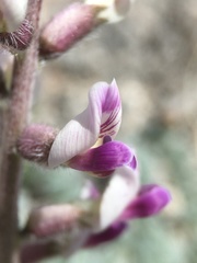 Astragalus layneae