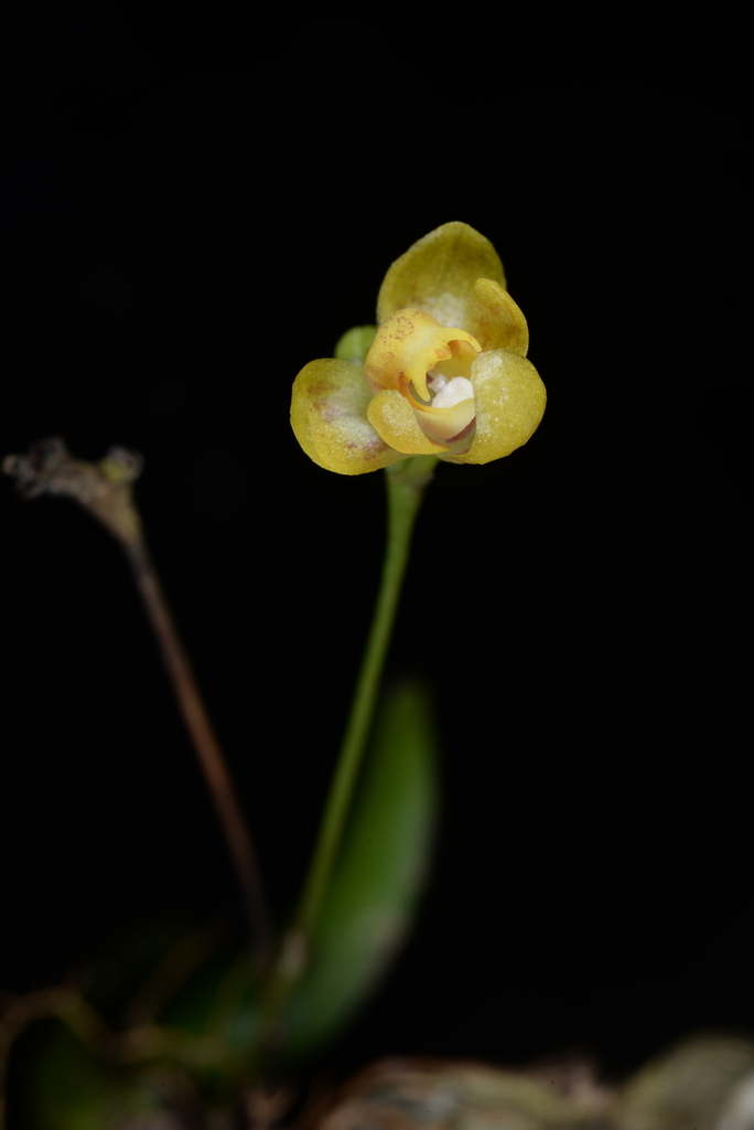 Thrixspermum ancoriferum (Thrixspermum ancoriferum)