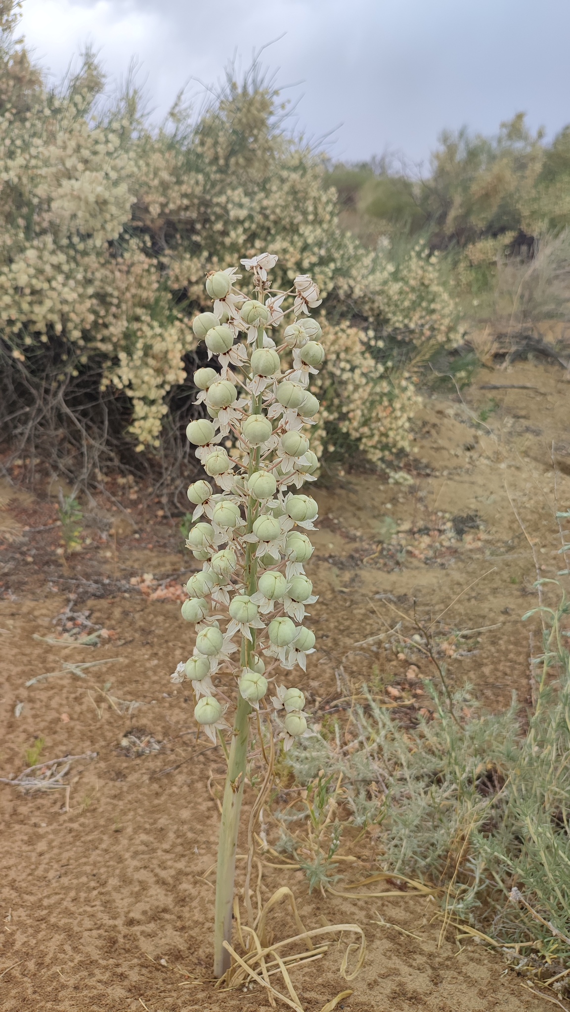 Eremurus anisopterus