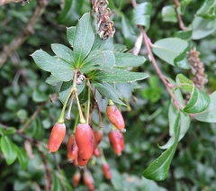 Berberis jaeschkeana