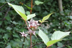 Rubus pedunculosus