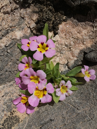 Death Valley monkeyflower (Diplacus rupicola)