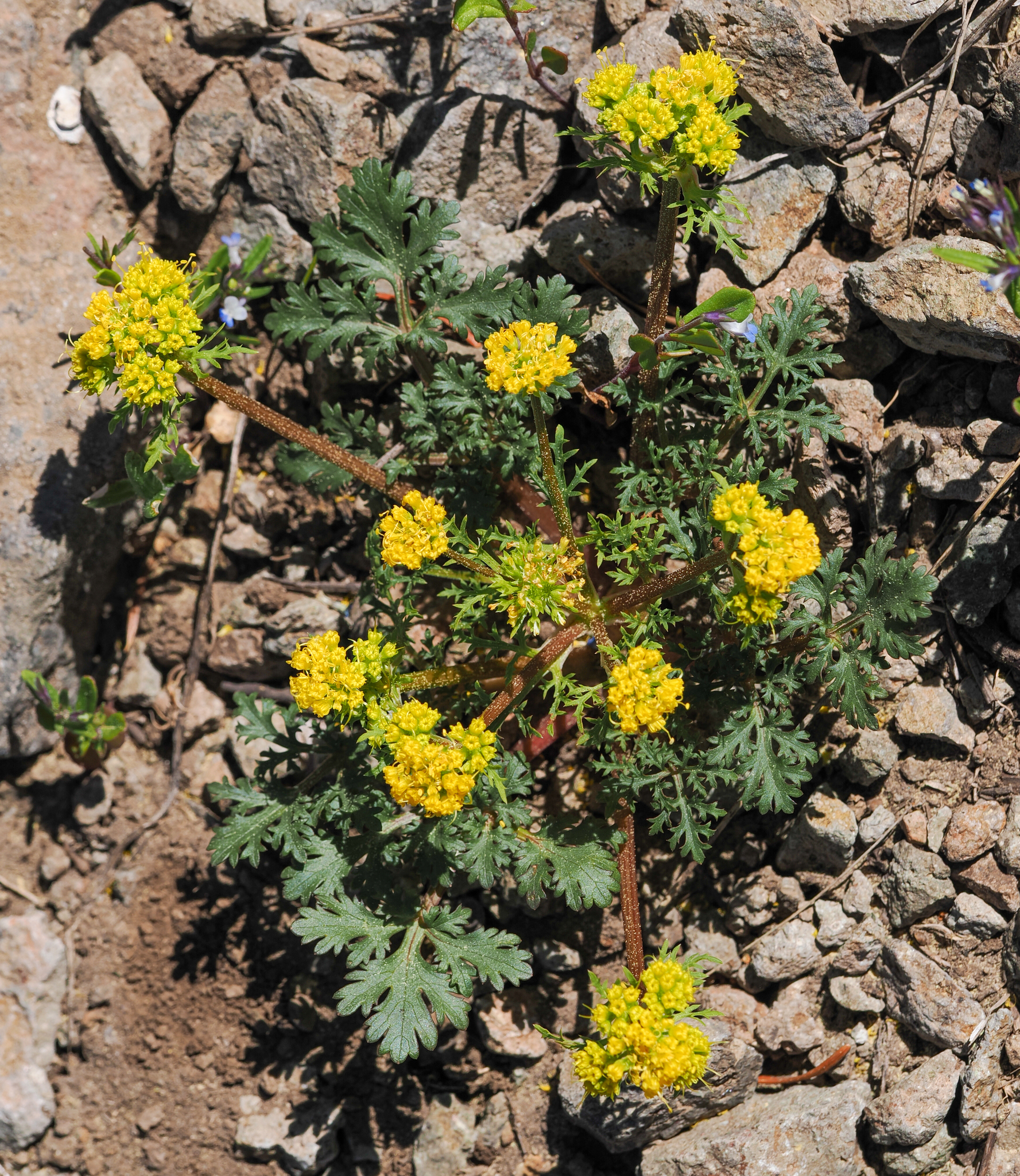 Sanicula graveolens
