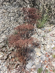 Eriogonum rixfordii
