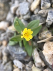 Erythranthe calcicola