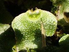 Lunularia cruciata